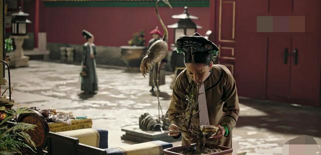 梅花|《如懿传》结局时，霍建华眼前的绿梅发芽，这预示着更大的悲剧