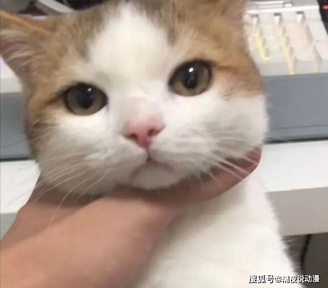 火遍全网的u201c表情包猫咪u201d和u201c藏狐男人u201d,居然都是B站UP主?_猫猫- 全网搜