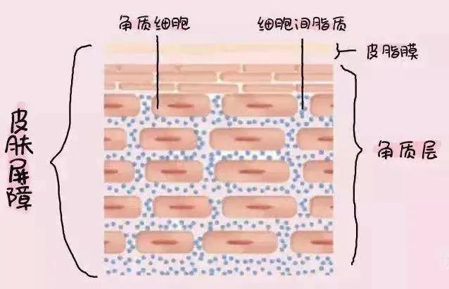 什么修复屏障OEM：修复屏障是指什么？