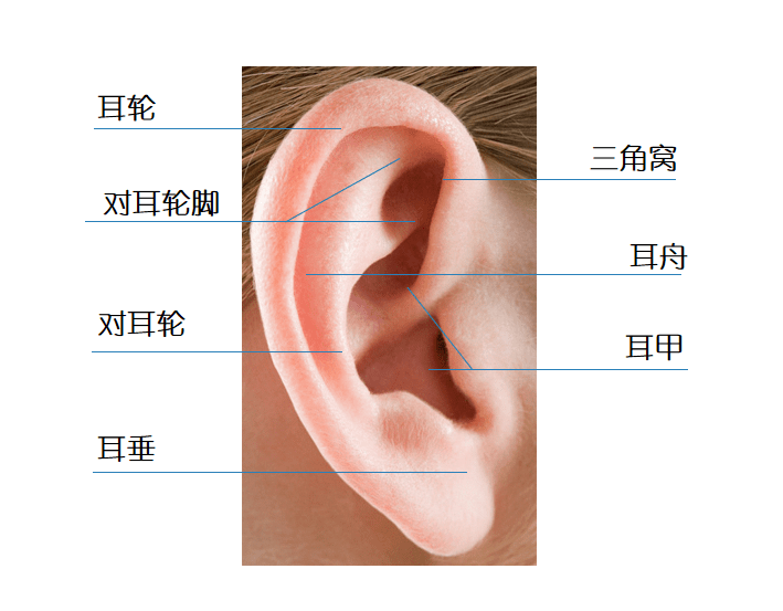 正常耳廓耳轮弧度自然丰满,对耳轮上,下脚及舟状窝清晰,颅耳角30