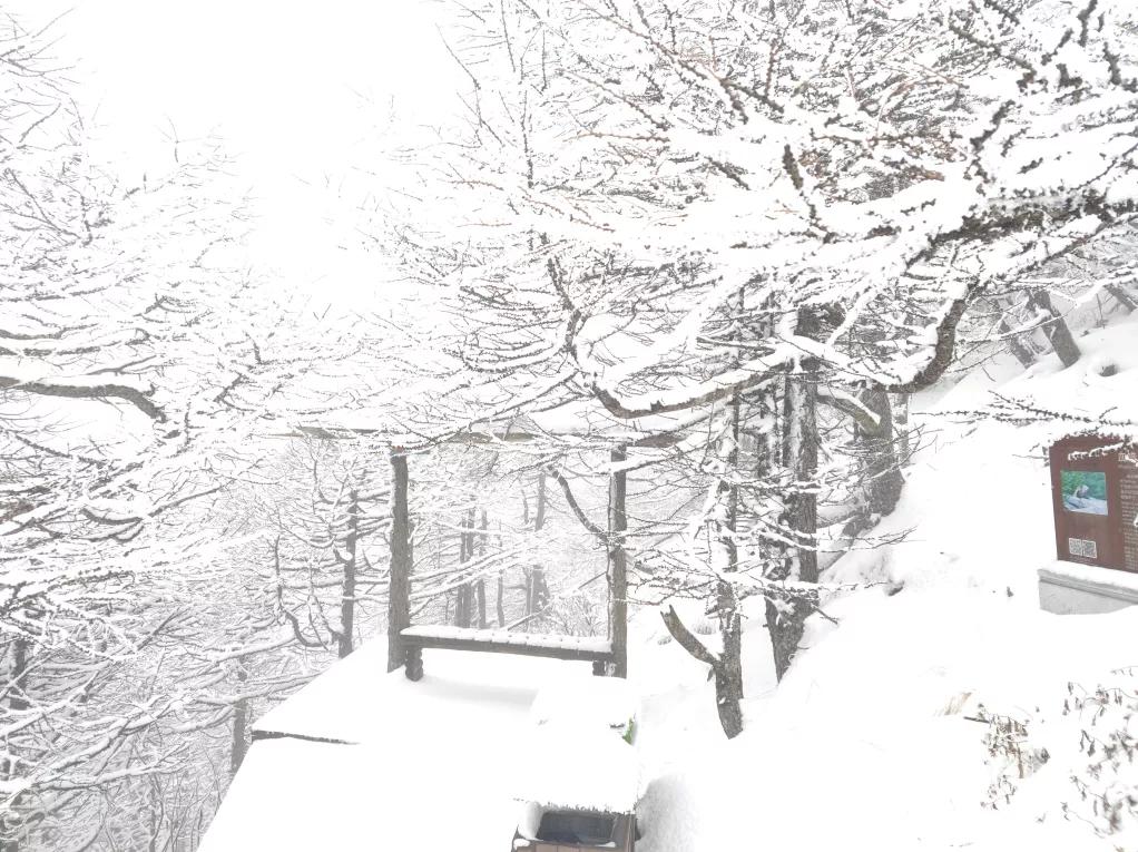 风景|高山仰止，太白山林海雪原惊艳世人