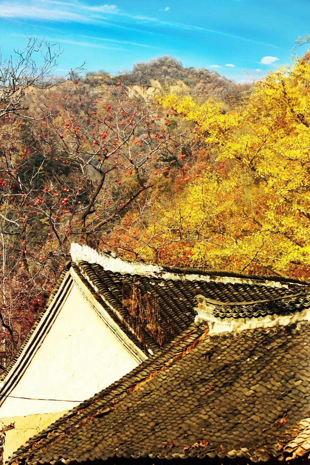 河南嵩县第十三届银杏文化节在白河镇隆重开幕_洛阳