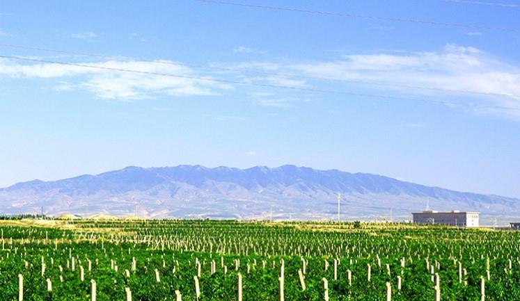 陈放|奇怪，我们的舌头构造好像不一样？