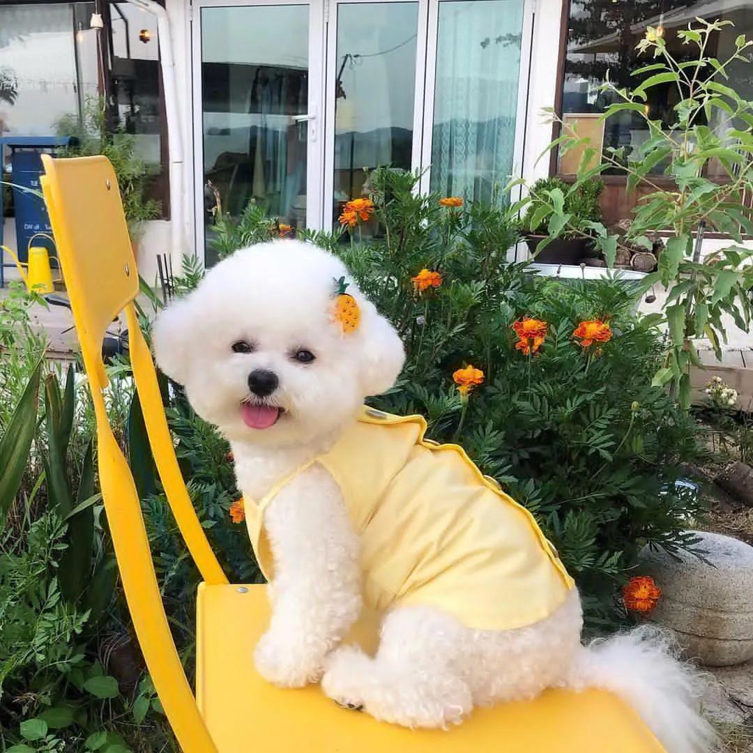 原创韩国超甜小奶狗爆红网络眼神勾人笑起来心都要萌化了