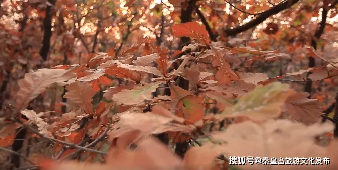 栈道|免费！秦皇岛这个隐蔽的山野公园，藏着金秋最美景致~