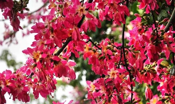 「行行摄摄」爱了爱了，这一树一树的花开，浪漫了广州的深秋