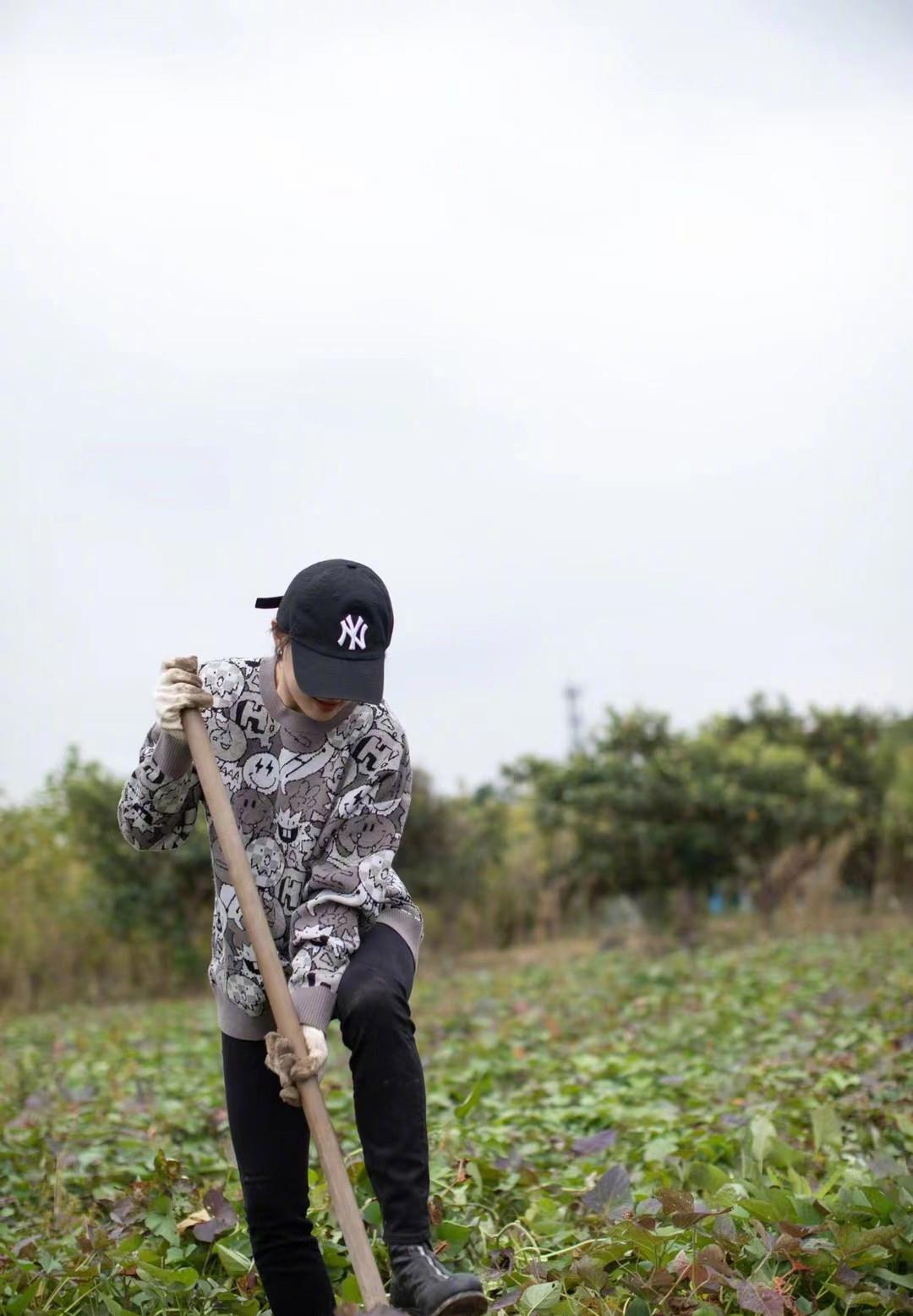 红薯 孙俪一家下地挖红薯，穿百元卫衣戴帽子扛锄头，动作熟练收获颇丰