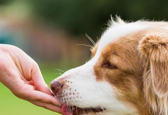 气味|狗狗不让你摸爪子，蕴含着这些深意！