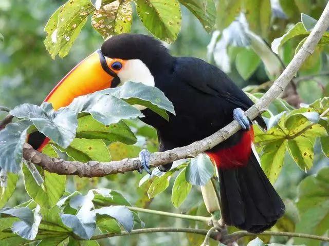 世界动植物王国亚马逊雨林?看似生物的天堂,实则却是人类的禁区_地球