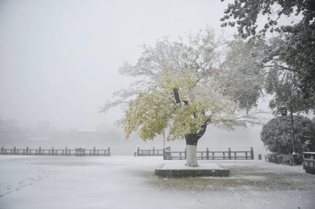 雪花|如约而至！近十年最早初雪光临济南，快收好这份雪景大赏，足不出户看雪映泉城