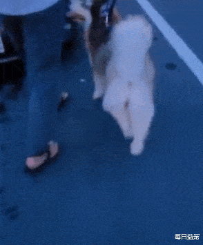 体型哈士奇跟随主人出门遛弯，竟被小黄狗骂了一整路，谁叫你贪吃！