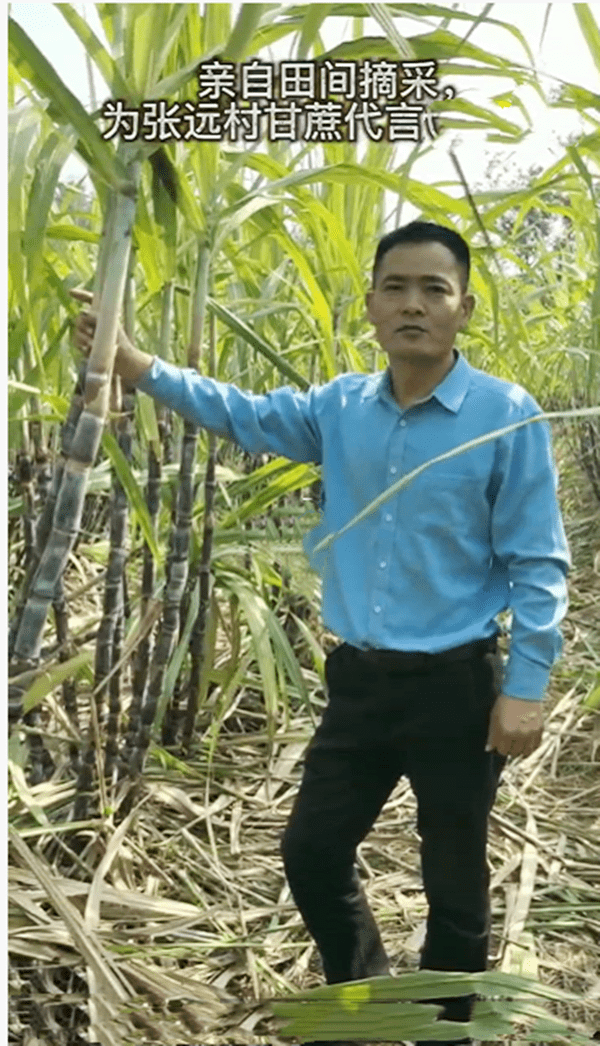 鄂州新增一个网红打卡地，张远村百亩甘蔗基地等你来打卡