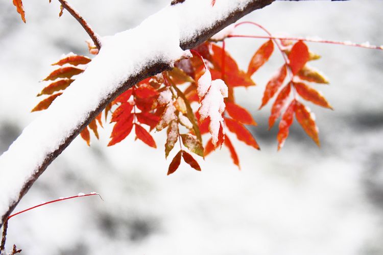 紅葉和白雪本不該相遇的季節河南鞏義2021年冬天的第一場雪