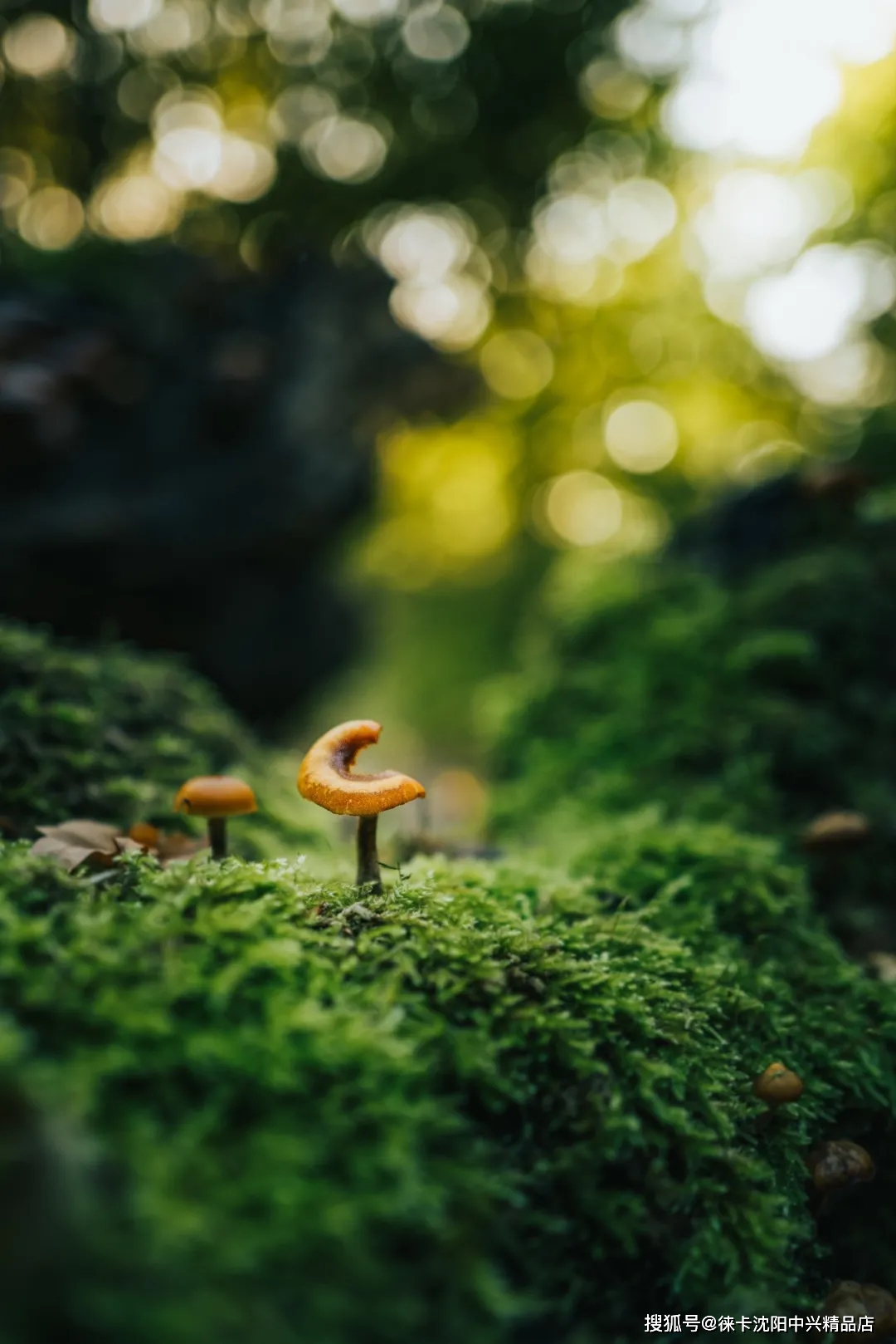 后徕卡q2 /拍微距一起来看看摄影师们的作品吧~到底值不值得购买呢?