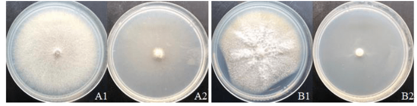 图4:vocs的抗真菌活性:(a)尖孢镰刀菌;(b)番茄镰刀菌(1)对照组;(2)