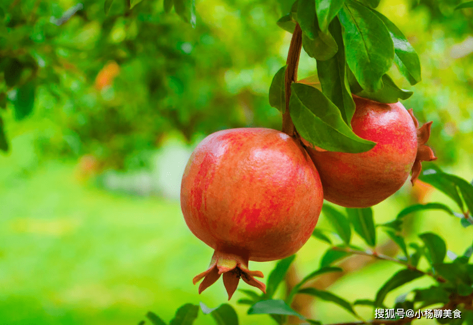 如何辨别石榴好坏？支招挑选石榴的技巧，挑对了营养价值很高_搜狐网