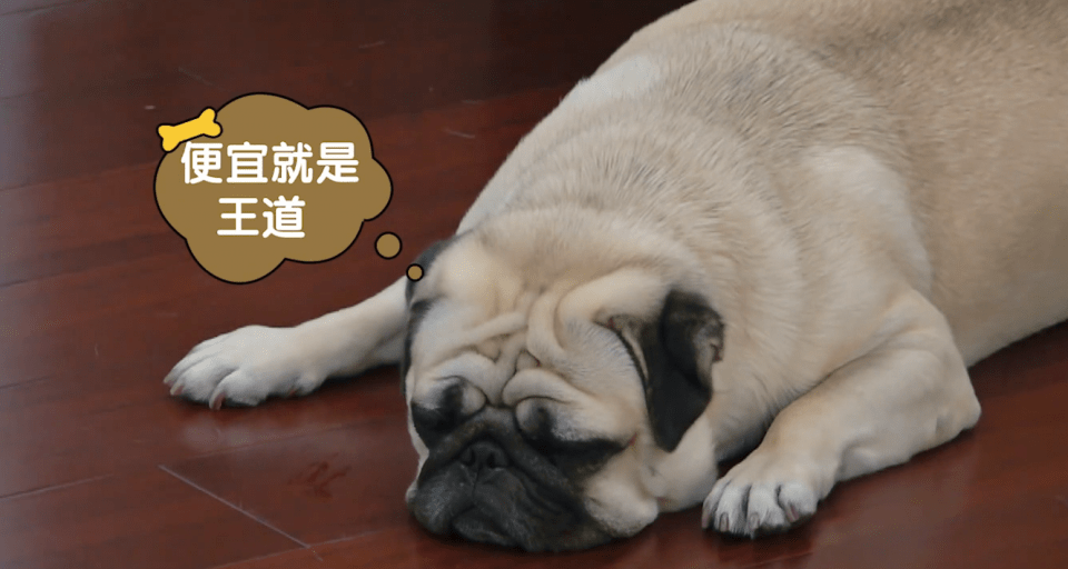 什么|《毛雪汪》第2期:吃货的委婉对话方式,只要能吃到,那就够了