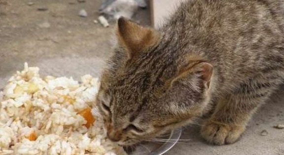 内脏|你会喂猫吗？下面五种喂猫方式是错误的，你用过吗？