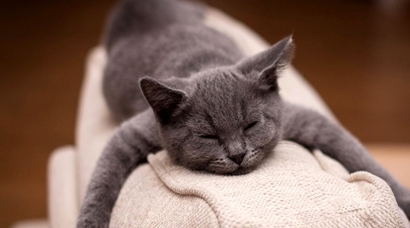 技能|猫咪太过信任自己,有哪些“坏处”