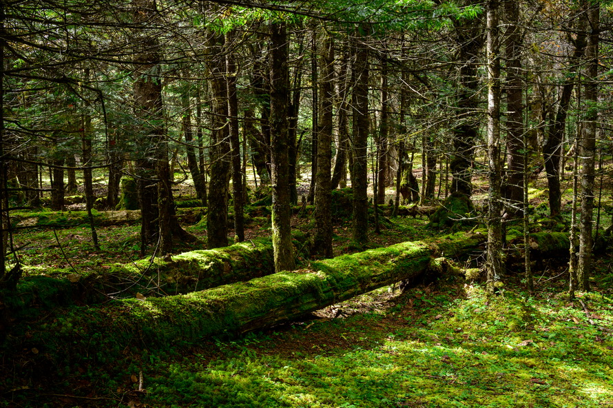 尼康Z 40mm f/2镜头评测：定义入门标头新标准