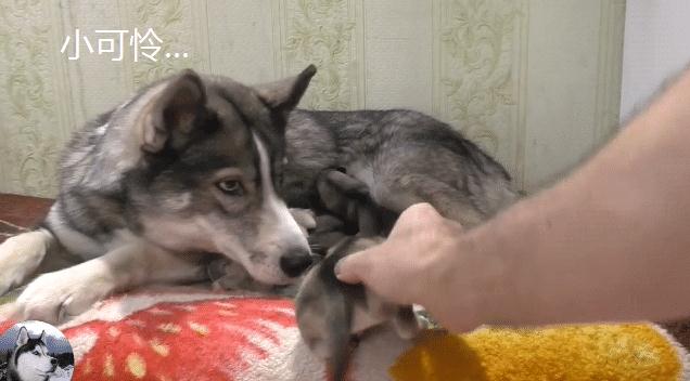 因为二哈生完宝宝才3天，奶狗就被拿去“玩”，被它眼神逗笑了