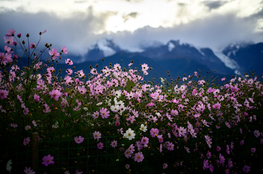 尼康Z 40mm f/2镜头评测：定义入门标头新标准