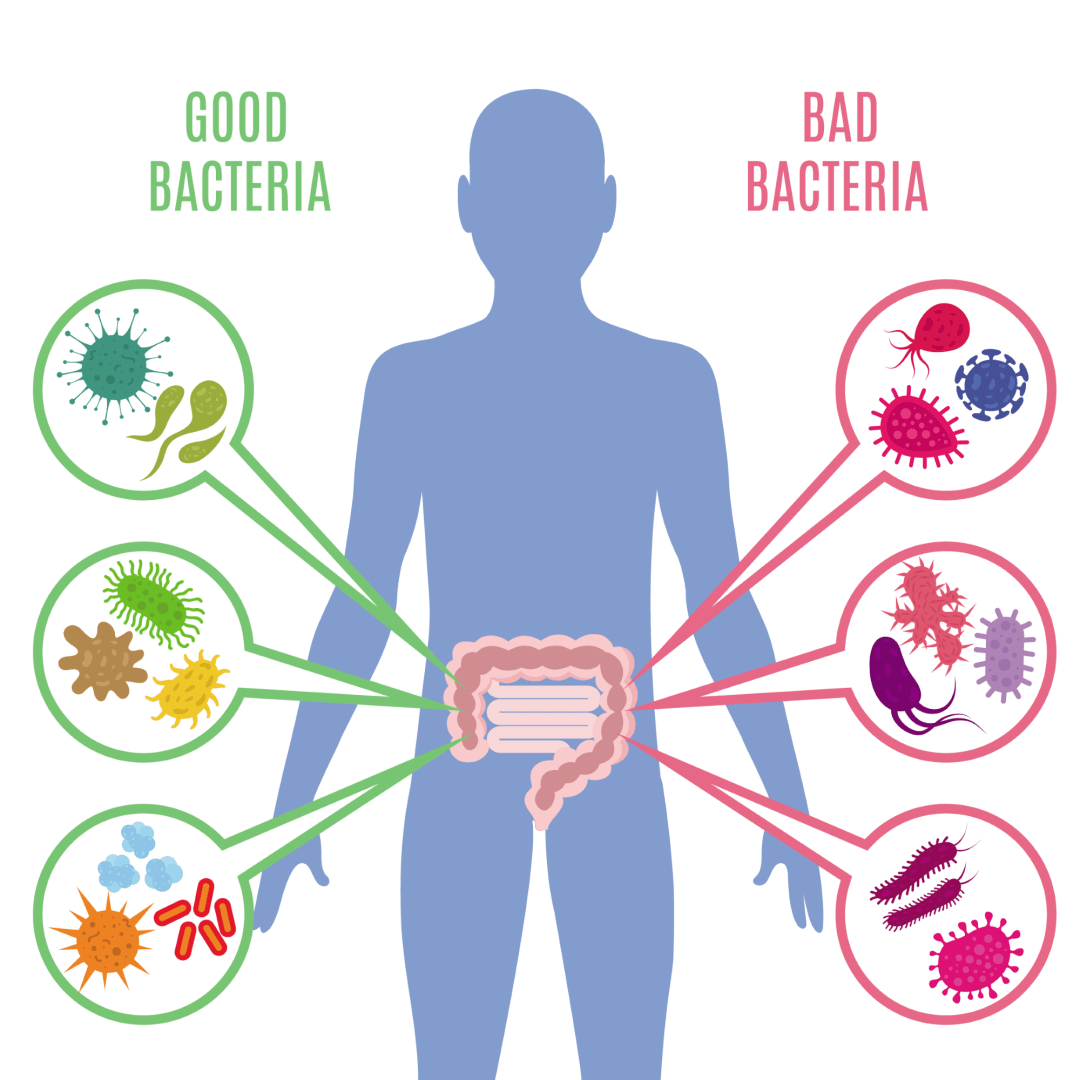 調節腸道菌群保持腸道健康