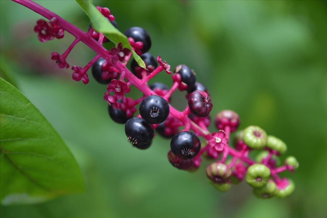 草乌|中药专家提醒：这3种中草药请不要自行服用，以防发生意外