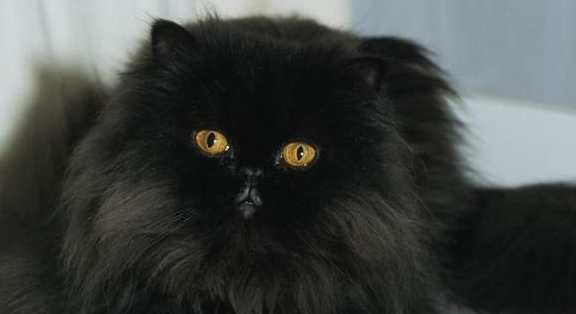 猫咪有着“猫中贵族”之称的波斯猫，为什么越来越少人养？