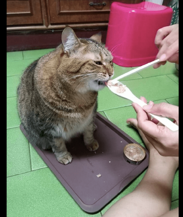 猫咪的这个表情还有点不屑呢,是不是认为铲屎的喂饭是天经地义的事情