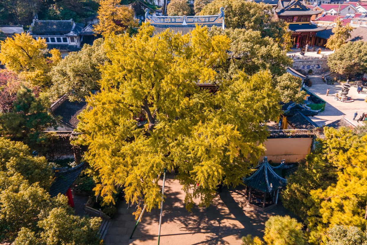 秋色|秋游无锡惠山古镇，邂逅“江南最美秋色”，你准备好去赏秋了吗？