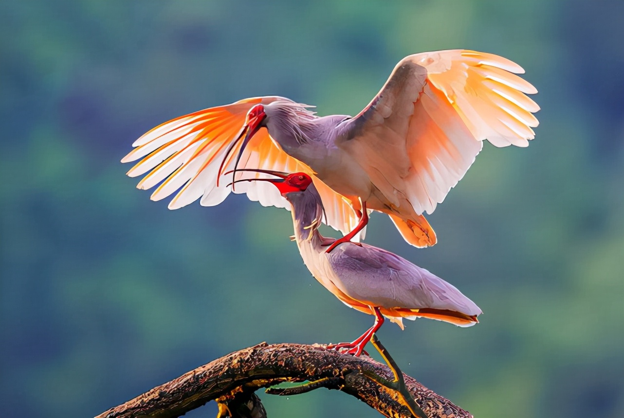 日本国鸟朱鹮在我国发展到5257只,曾濒临灭绝,在我国却创造奇迹