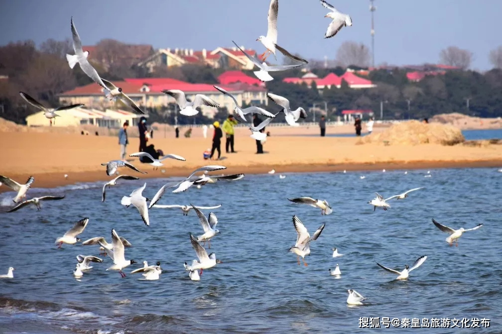 地方|安排！秦皇岛最美海鸥季，最佳观赏地大集合~