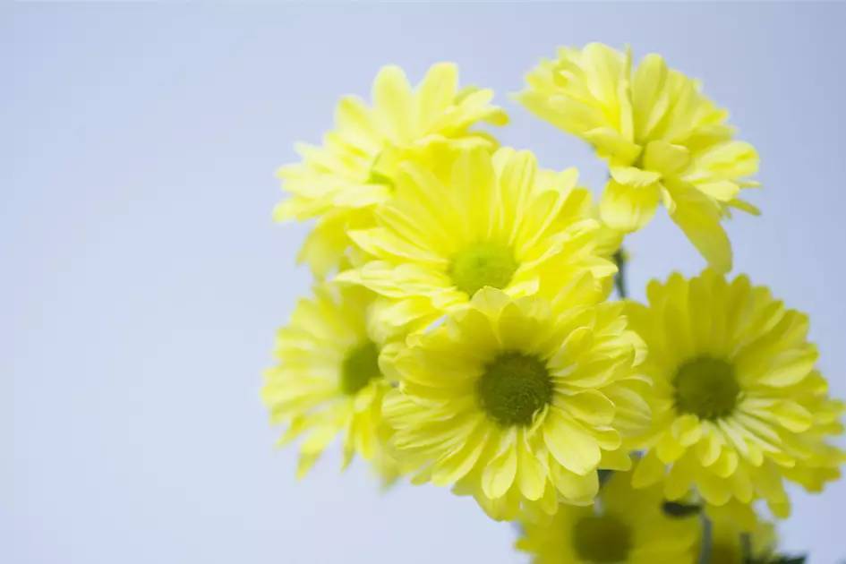 局部|中医给肛周脓肿患者的建议!