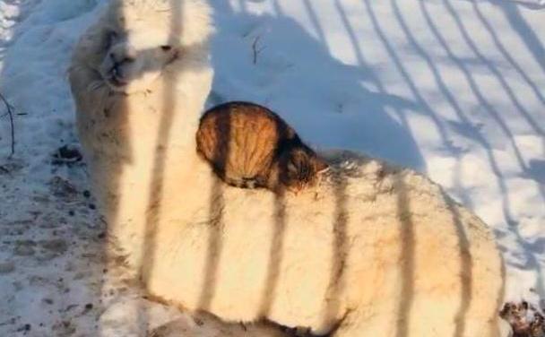 羊驼用毛发给流浪猫避寒取暖，猫选择留下陪伴报恩，一待就是4年