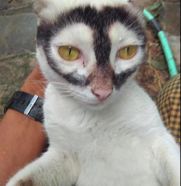 猫咪长相太奇特,好像是戴了一副墨镜,猫:我是夜礼服假面之分面_毛发