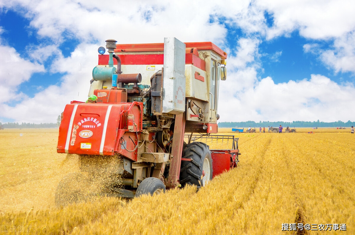 山东|备货结束？玉米、小麦进入下跌“快车道”，稻谷也不例外，咋回事