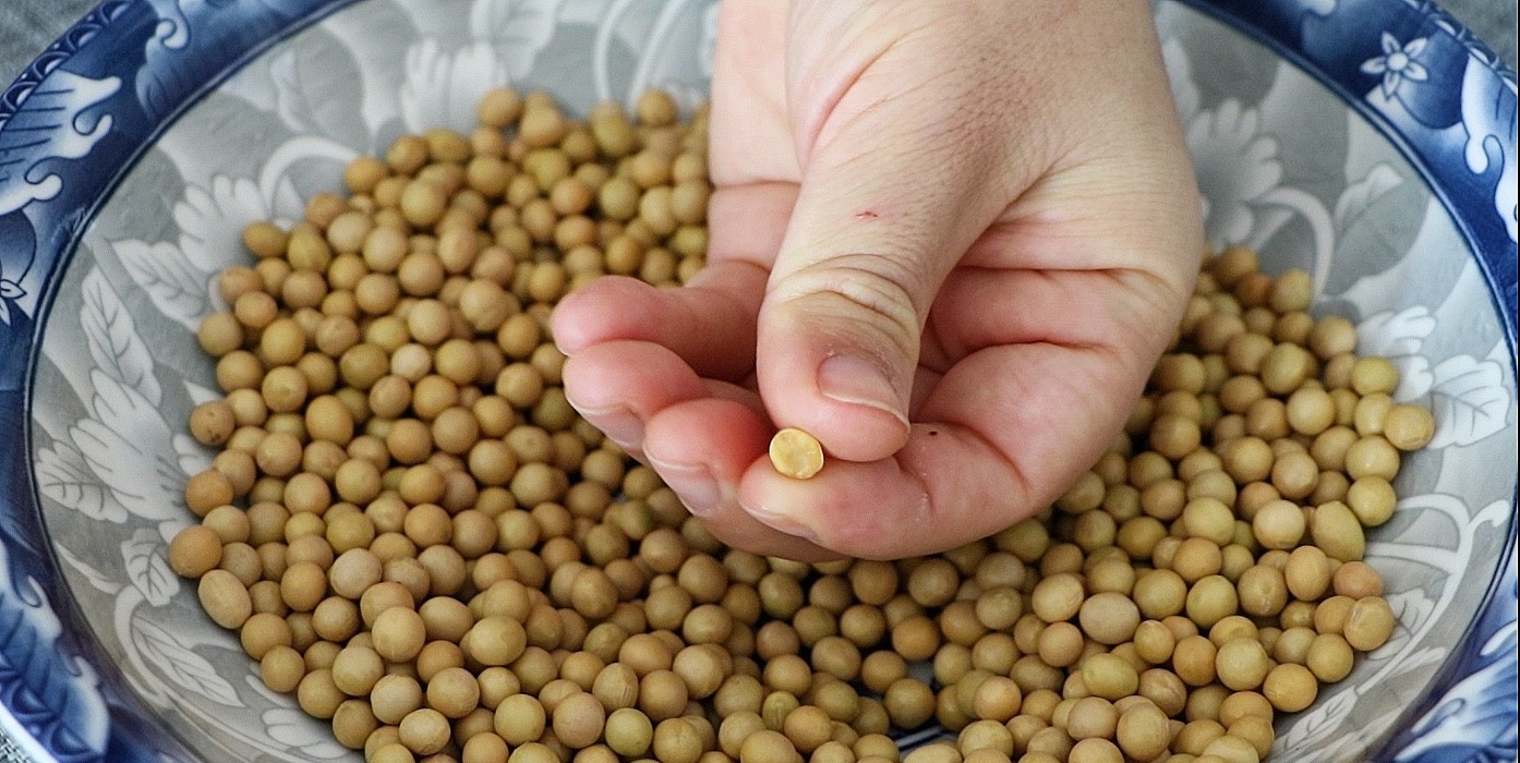 1,起首预备过量的黄豆,我预备了200g,先把外面烂掉的,发霉的黄豆粒