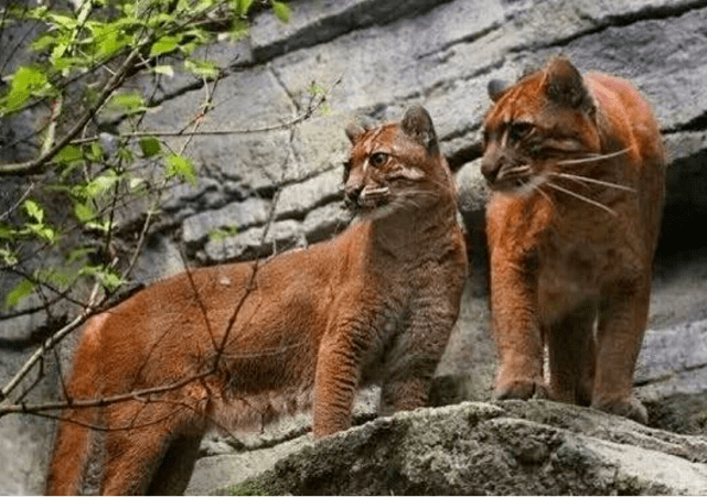 古代猛獸彪酷似老虎它是什麼動物這幾年拍到3次