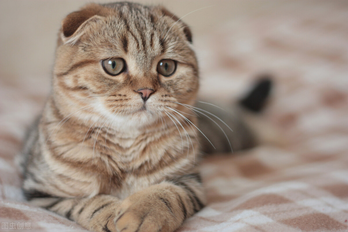 从上海到南京折耳猫丫丫托运全过程