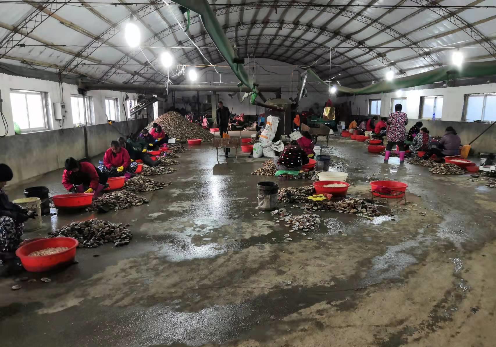 组图：割扇贝、晒鱼干，看看初冬时节胶东渔村的忙碌生活