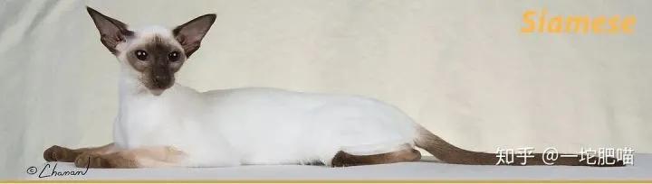 因为如何做猫舍│猫品种的选择