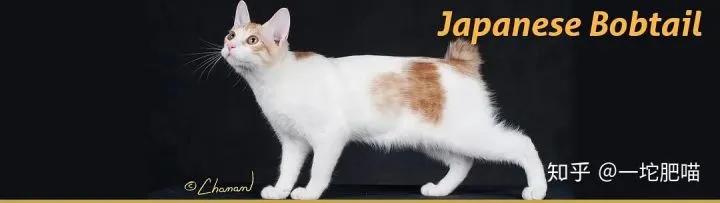 因为如何做猫舍│猫品种的选择
