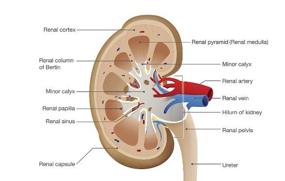 肾脏|糖友体检要查什么?这5个检查项目都在名单上,别漏了