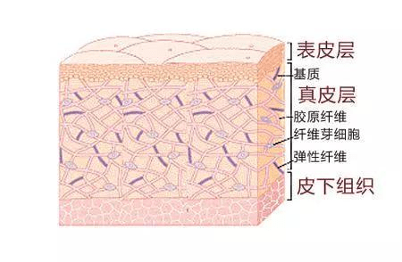 组织细胞「贝颜美容」纹眉前了解这3个细节，后续无烦恼｜贝颜纹眉398