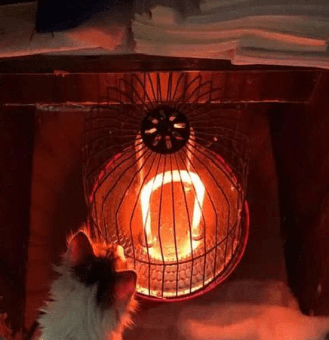 猫蜷缩在暖炉旁一动不动,主人喊它起来喝水,抬头一看笑疯了_猫咪