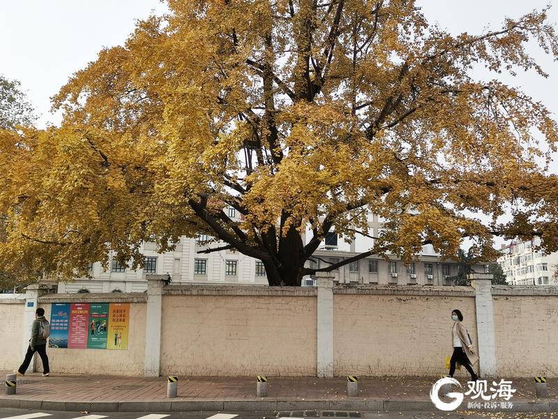 落叶|初冬大学路：百年银杏尽显金黄之美