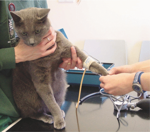 老年猫杀手u201d慢性肾病，该如何预防和养护？