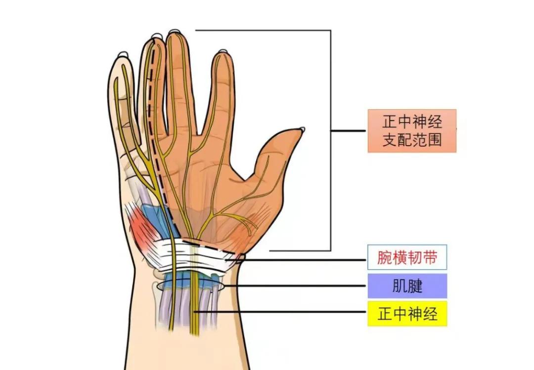 一般手腕在正常情况下活动不会妨碍正中神经