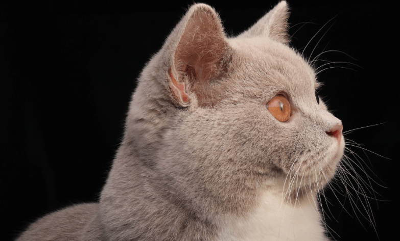 如何买到高质量猫猫?这几种套路要避开_定金- 全网搜